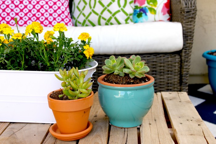 Succulents for the front porch